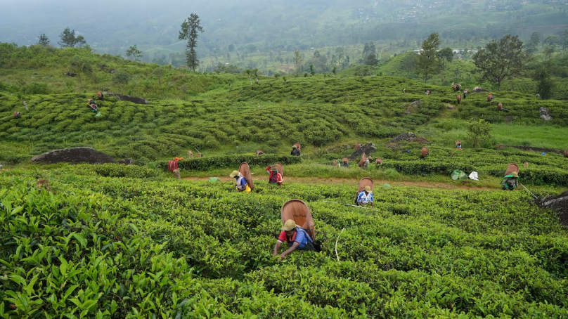 Sri Lanka’s tea producers worried 70 per cent wage hike will turn over market to Kenya, India