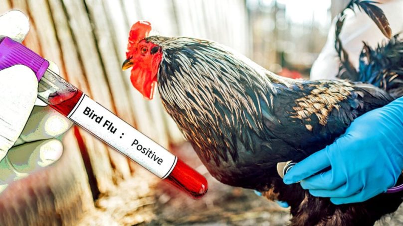 Not again: Scientists accuse US of creating deadlier, more contagious flu virus that can jump from birds to humans…like Covid