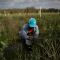 Trump threat to deport immigrants raises stakes in agricultural sector that runs on expatriate labour
