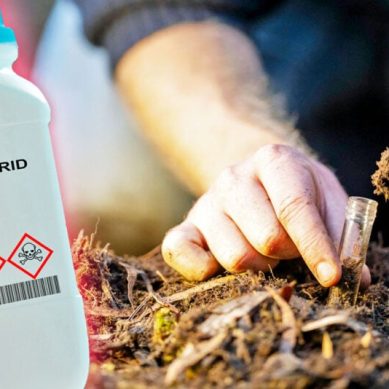 Study by scientists at Chinese university finds widely used insecticide harms maize soil health