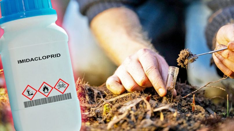 Study by scientists at Chinese university finds widely used insecticide harms maize soil health