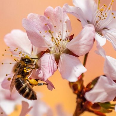 Market beckons Kenyan honey producers as US beekeepers report 62 per cent losses as winter wreaks havoc