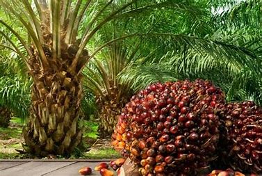 How lofty hopes of palm oil boom fuelled abject poverty, environmental hell in eastern Uganda