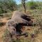 Distraught residents of Kajiado, home to Kenya’s largest wildlife sanctuaries, call for speedy reparations by KWS