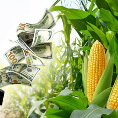 GMO crops are not resistant to pests after all, farmers discover as maize glut in US Corn Belt results in massive losses