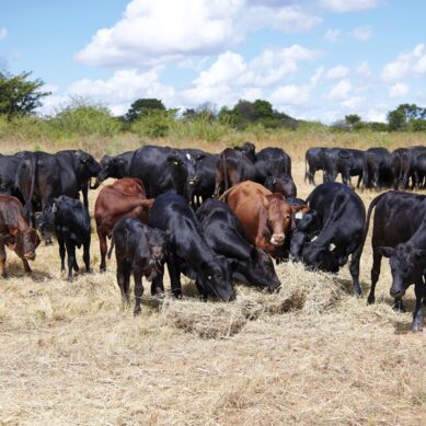 Nairobi-based ILRI joins world programme to reduce methane emissions from livestock