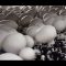 Mushroom: ‘Meat’ that grows in sacks becomes key plank in conservation of Uplands Forest, west of Nairobi