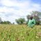 ‘Primitive’ crops resurface in Migori County as Kenya’s Lake Victoria basin fends off high lifestyle diseases incidence