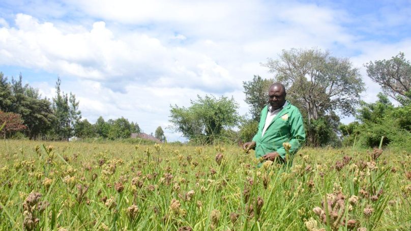 ‘Primitive’ crops resurface in Migori County as Kenya’s Lake Victoria basin fends off high lifestyle diseases incidence