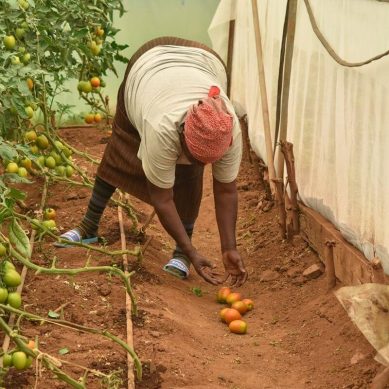 Kenya’s premier agricultural university, Egerton, trains 4,000 tomato farmers in Chinese technology