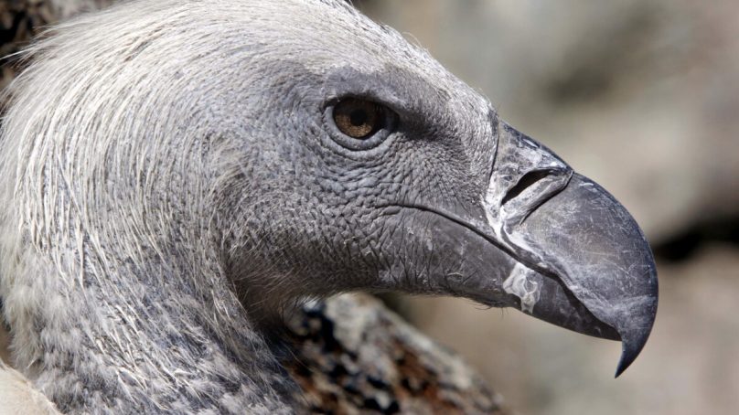 No love lost: In Hollywood movies vultures are evil and in Africa they’re harbingers of death not treasured for gift of ‘killing’ diseases