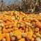 Questions raised over Kenya’s agriculture minister’s plan to import 5.5 million bags of yellow maize for livestock