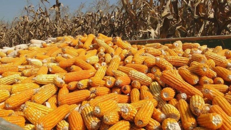 Questions raised over Kenya’s agriculture minister’s plan to import 5.5 million bags of yellow maize for livestock