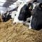 Veterinarian warns Kenyan dairy farmers hit by prohibitive cost of animal feeds and ignorance