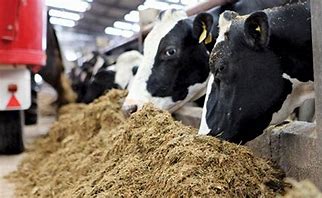 Veterinarian warns Kenyan dairy farmers hit by prohibitive cost of animal feeds and ignorance