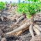 Cassava is no longer a crop for desperate times, it is transforming lives in Elgeyo Marakwet’s Kerio Valley