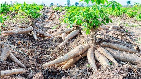 Cassava is no longer a crop for desperate times, it is transforming lives in Elgeyo Marakwet’s Kerio Valley