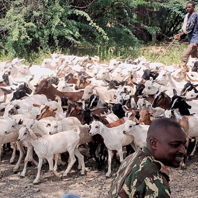 Nearly 220 families resettled in Marsabit, recovered livestock given back to owners after spell of inter-ethnic hostilities