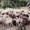 Nearly 220 families resettled in Marsabit, recovered livestock given back to owners after spell of inter-ethnic hostilities