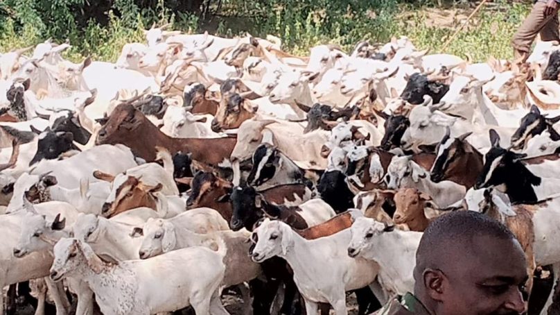 Nearly 220 families resettled in Marsabit, recovered livestock given back to owners after spell of inter-ethnic hostilities