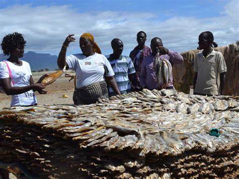 Lake Turkana fish: How corrupt Kenyan officials make a killing in world’s largest permanent desert lake, impoverish local communities