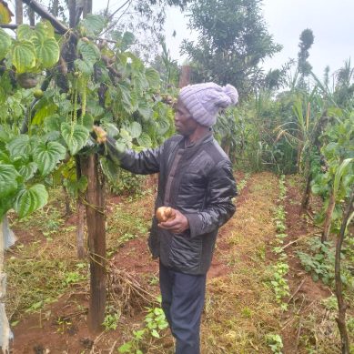 Hanging yams, a crop mostly grown in West Africa, poses a threat to coffee in central Kenya
