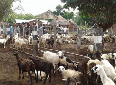 Success of Kenya’s livestock agency credited with creation of jobs in the country