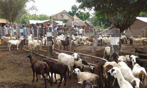 Success of Kenya’s livestock agency credited with creation of jobs in the country