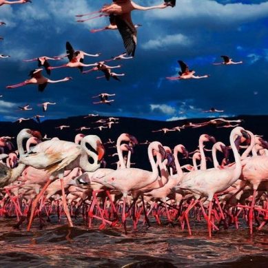 Upcoming Magical Kenya Travel Expo in Nairobi is billed a game changer for Africa’s tourism industry