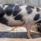 Kenya’s livestock agency steps up pig breeding to meet demand for piglets as pork consumption spikes