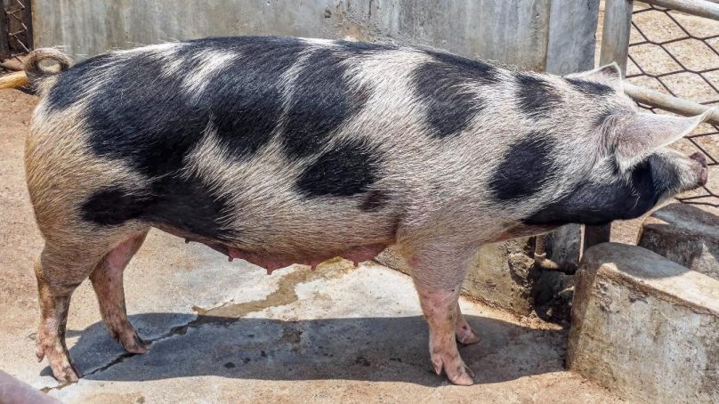 Kenya’s livestock agency steps up pig breeding to meet demand for piglets as pork consumption spikes