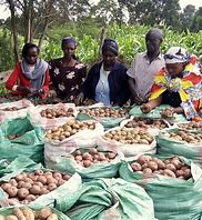 Governors in potato growing regions of central Kenya criticise Egerton University research findings on pesticides overuse