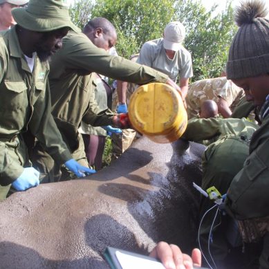 Kenya, with 80 per cent of Africa’s rhino population, translocates 21 to Segera sanctuary to ease congestion