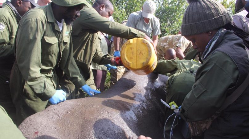Kenya, with 80 per cent of Africa’s rhino population, translocates 21 to Segera sanctuary to ease congestion