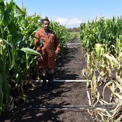 Kenya, Zimbabwe set benchmark for testing and quarantine systems to check maize lethal necrosis