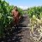 Kenya, Zimbabwe set benchmark for testing and quarantine systems to check maize lethal necrosis