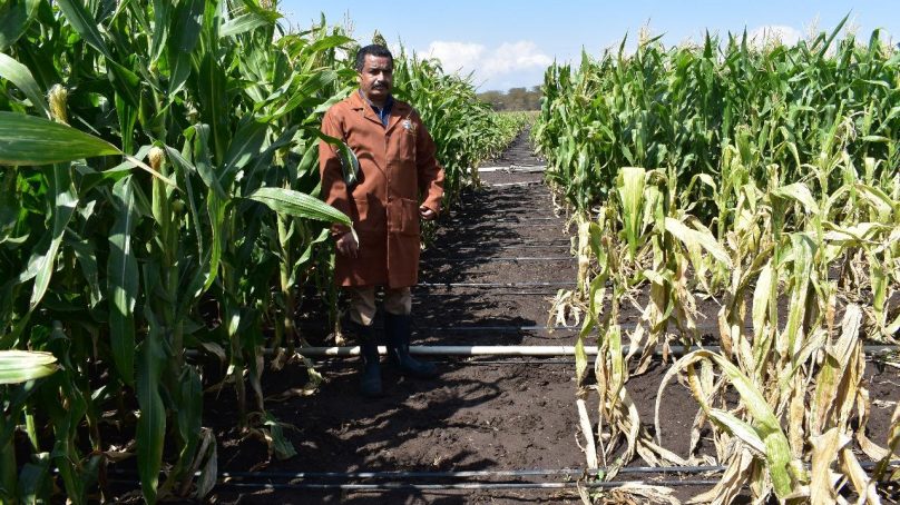 Kenya, Zimbabwe set benchmark for testing and quarantine systems to check maize lethal necrosis