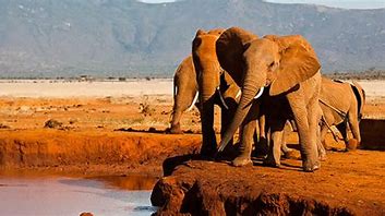 Re-greening East African biocultural landscape and combating biological desertification needs ‘analogue forestry’