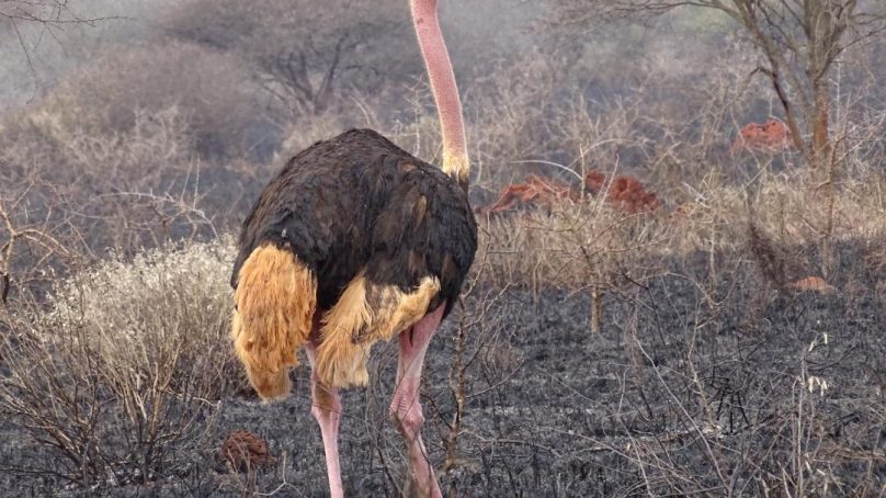 Fire experts in Kenya told wildfires are not necessarily bad if indigenous knowledge is fused in their management