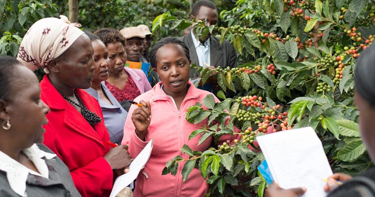Coffee, once a jewel in Kenya economy, struggles as government targets 150,000 tonnes per year