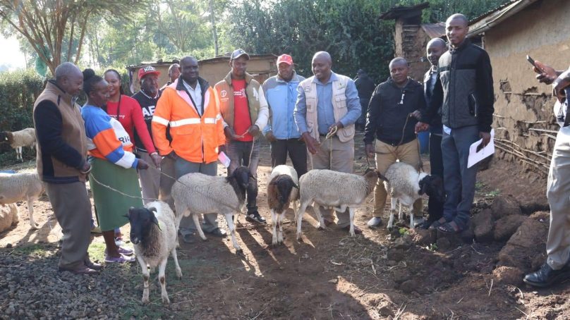 Dorper sheep rearing takes root in Nakuru in Rift Valley as Kenya targets expanding meat market in Middle East