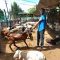 Consumers grapple with soaring goat prices in Mombasa ahead of Muslim Eid al-Adha holiday
