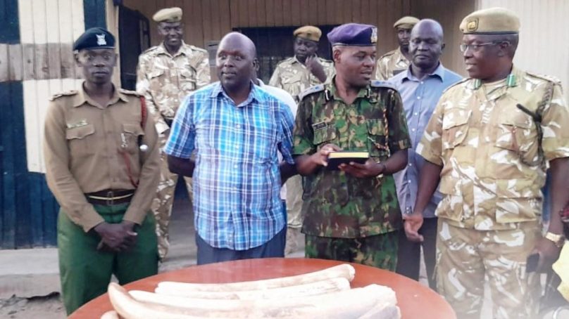 Ivory traffickers arrested in northern Kenya as searchlight shows poachers are back with unseen ferocity after a lull