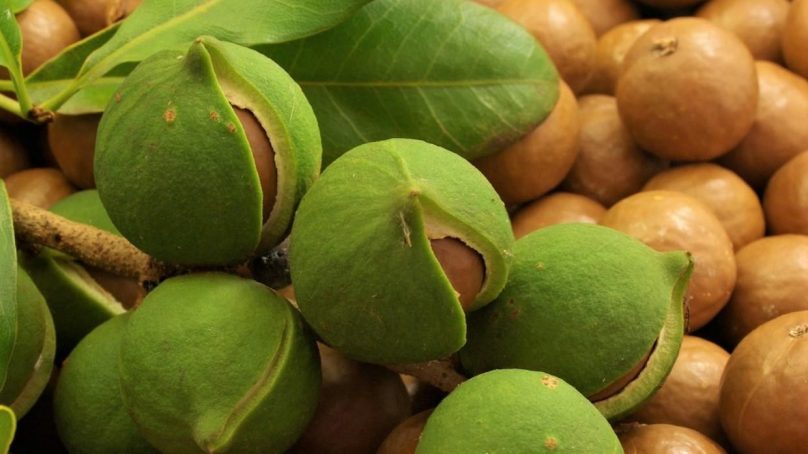 State maintains ban on raw macadamia export as central Kenya complains of a glut