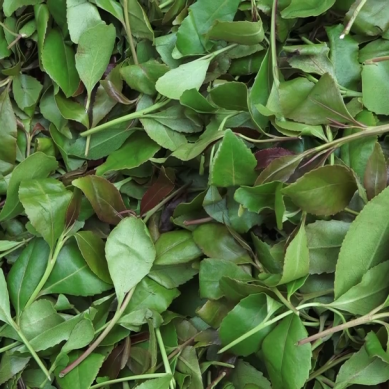 Tittle tootle: Embu governor pleads with Kenya’s president not downlist intoxicant herb from crops schedule