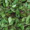 Tittle tootle: Embu governor pleads with Kenya’s president not downlist intoxicant herb from crops schedule