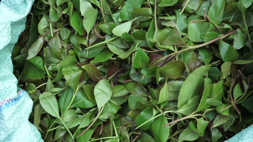 Tittle tootle: Embu governor pleads with Kenya’s president not downlist intoxicant herb from crops schedule