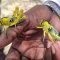 Turkana launches assessment following tree locust outbreak in Turkana South