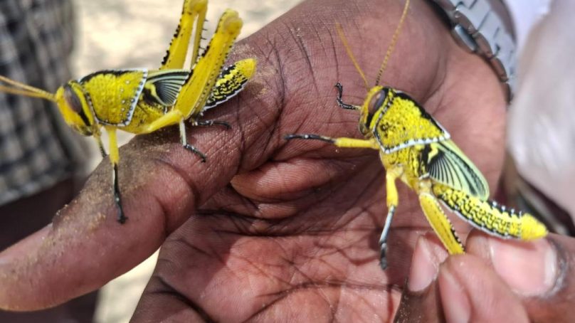 Turkana launches assessment following tree locust outbreak in Turkana South