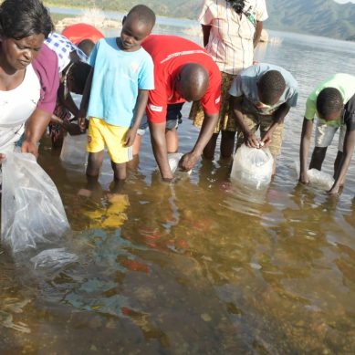 Turkwel Dam restocked with 80,000 fingerlings as Kenya makes blue economy a hymn of economic rebound